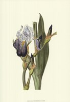 Iris Varieties V Fine Art Print
