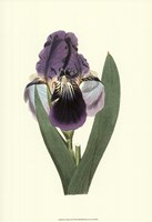 Iris Varieties III Fine Art Print