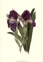 Iris Varieties II Fine Art Print