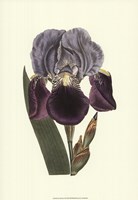 Iris Varieties I Fine Art Print