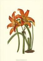 Lily Varieties IV Framed Print