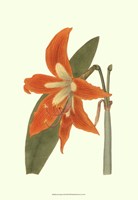 Lily Varieties II Fine Art Print