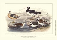 Oyster Catchers Framed Print