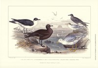 Gulls & Terns Framed Print