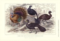 Turkey & Curassows Framed Print