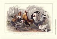 Roosters & Hens Fine Art Print