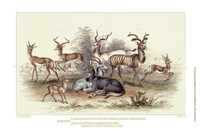 Antelope Varieties Fine Art Print