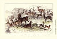 Deer Varieties Framed Print