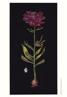 Lillium Framed Print