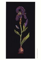 Iris Fine Art Print