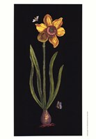 Jonquille Fine Art Print