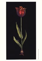Tulipe Fine Art Print