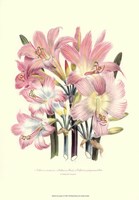 Lily Garden IV Fine Art Print