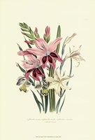 Lily Garden II Fine Art Print