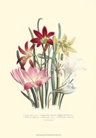 Lily Garden I Fine Art Print