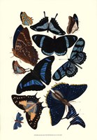 Blue Butterfly Study Fine Art Print