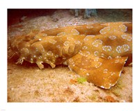 Wobbegong Shark Fine Art Print
