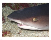 Whitetip Reef Shark Head Fine Art Print