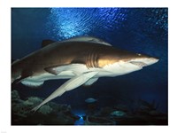 Inside Aquarium Tunnel Viewing Sharks Fine Art Print