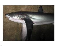 Thresher Shark Fine Art Print