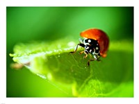 Anderson Mancini Ladybug Fine Art Print