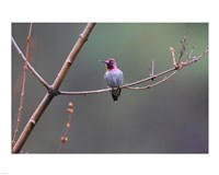 Anna's Hummingbird Fine Art Print