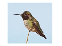 Anna's Hummingbird Fine Art Print