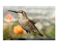 Anna's Hummingbird Hen Fine Art Print