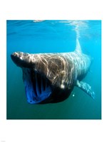 Basking Shark Fine Art Print