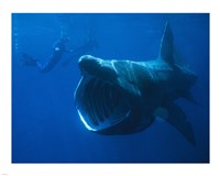 Basking Shark Fine Art Print