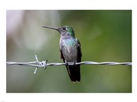 Blue-Chested Hummingbird Fine Art Print