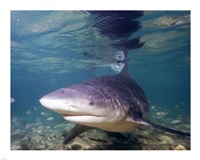 Bull shark Fine Art Print