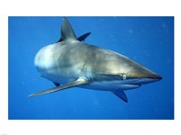 Carcharhinus Falciformis off Cuba Fine Art Print
