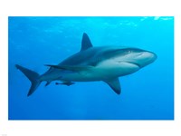 Carribbean Reef Shark Fine Art Print