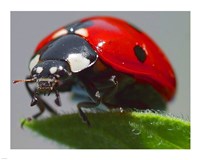 Coccinelle - various sizes, FulcrumGallery.com brand