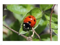 Coccinellidae - various sizes