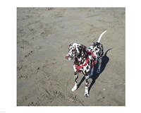 Dalmatian Castanhas Fine Art Print