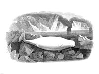Delphinapterus Leucas Fine Art Print