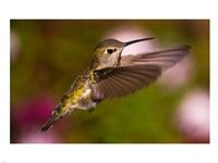 Fem Anna's Hummingbird Fine Art Print
