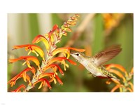 Female Anna's Hummingbird Feeding Fine Art Print
