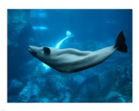Beluga Fine Art Print