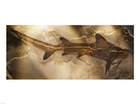 Galeorhinus Cuvieri Fine Art Print