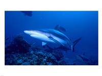 Grey Shark Fine Art Print