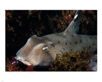 Heterodontus Francisci Fine Art Print