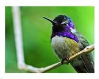 Hummingbird I Fine Art Print