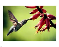 Hummingbird Canon Fine Art Print
