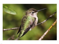 Hummingbird II Fine Art Print