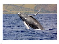 Humpback Whale Leaping Fine Art Print