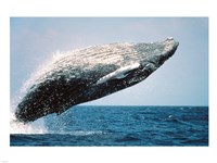 Humpback Whale Breaching Fine Art Print