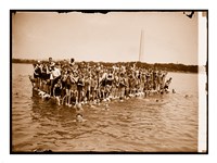 Hawaiian Swimmers at Potomac Tidal Basin Fine Art Print